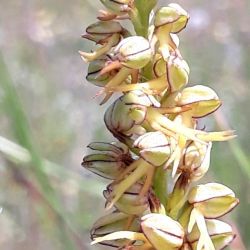 orchidee monts de gy 10.jpg