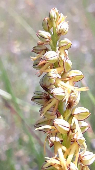 orchidee monts de gy 10.jpg