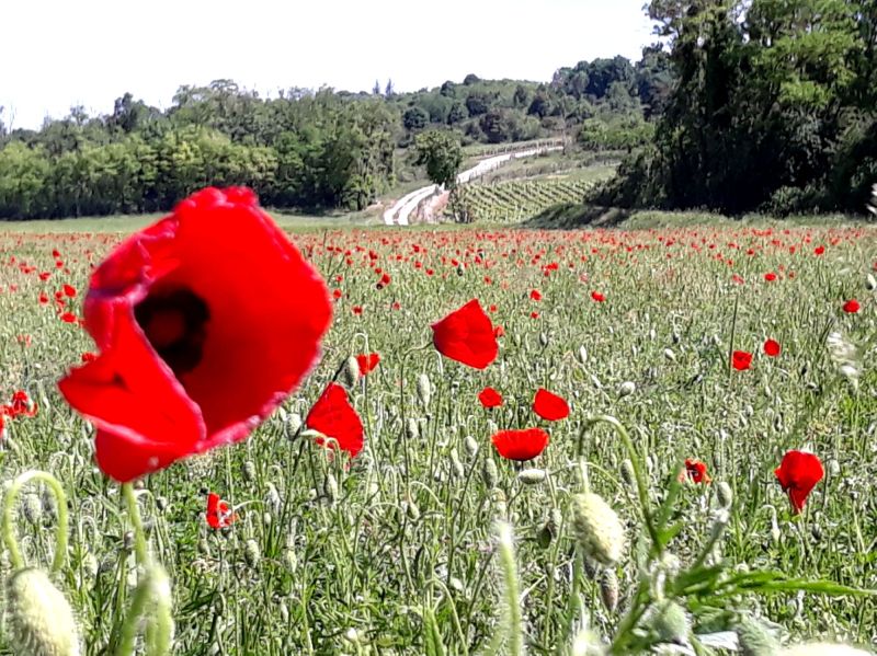 coquelicots.jpg