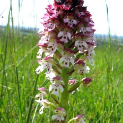 orchidee monts de gy 17.JPG