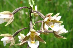 orchidee monts de gy 12.JPG