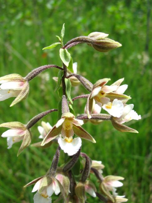 orchidee monts de gy 12.JPG