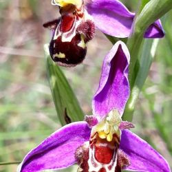 orchidee monts de gy 9.jpg