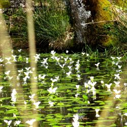 fleurs d'eau.JPG